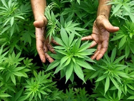 Хранение марихуаны штраф как вырастить коноплю на