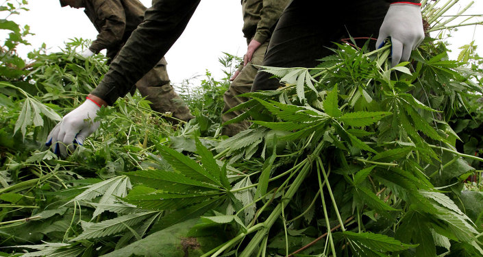 Таджикская конопля лигализуют марихуану