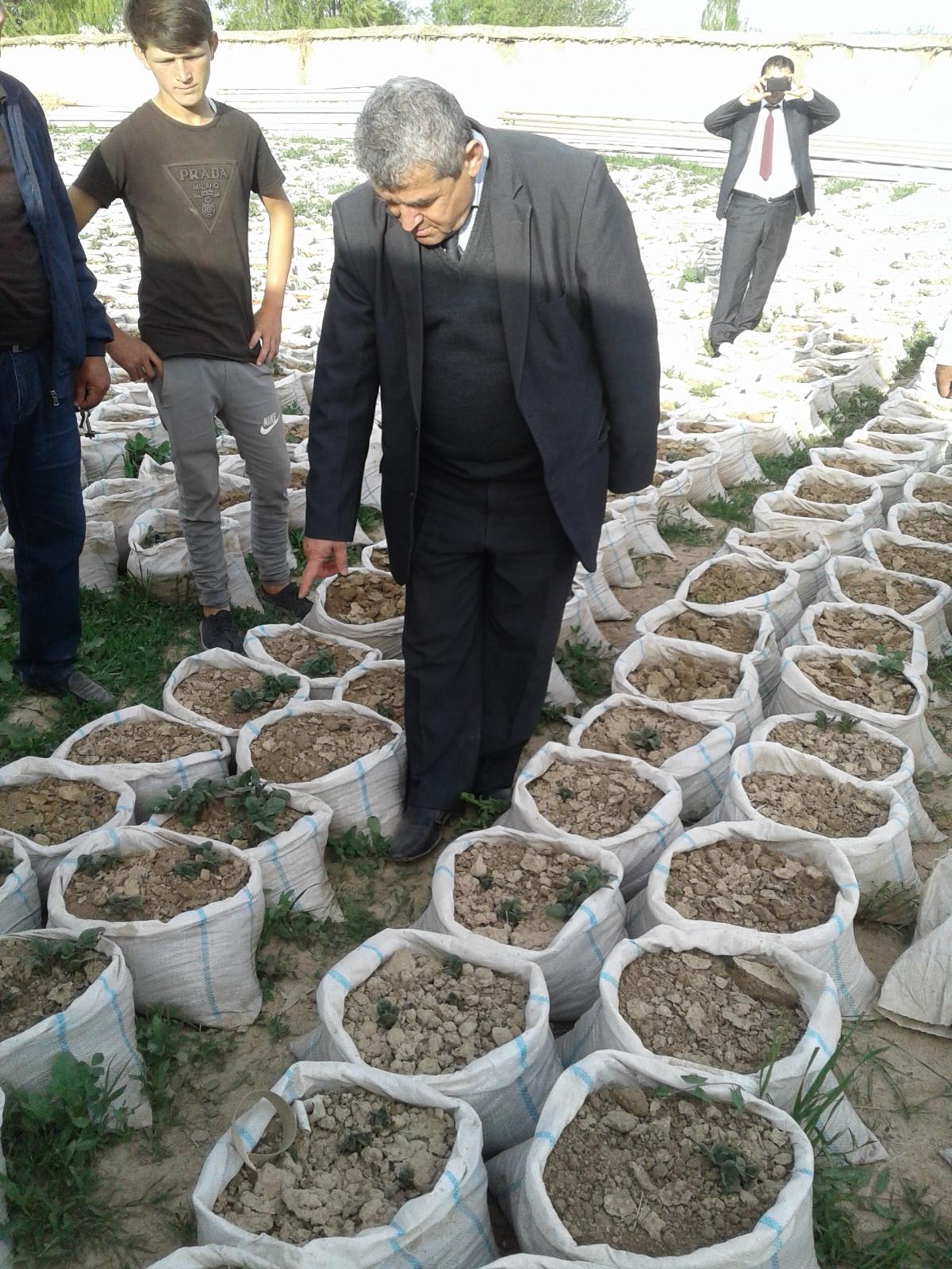 Таджикские ученые. Таджики ученые. Выращивание картошка в Таджикистан. Картофель Таджикистан Азия плюс. Мешок по таджикски.