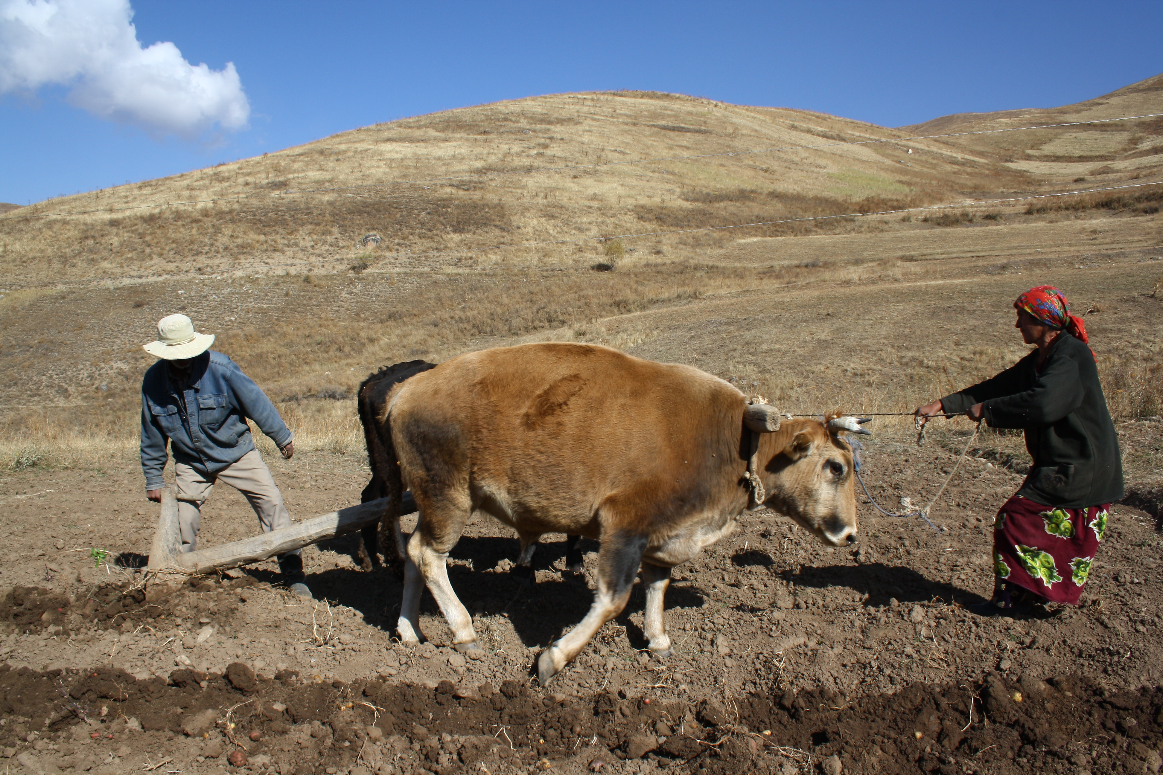 Таджикский период. Кишлак ИОЛ Таджикистан. Таджикские коровы. Жизнь в Таджикистане. Коровы в памире.