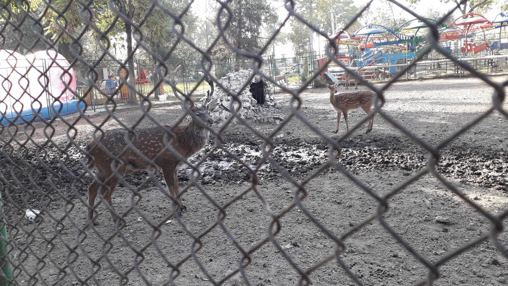 Душанбинский зоопарк душанбе. Душанбинский зоопарк Таджикистан. Зоопарк Душанбе 2022. Зоопарк Душанбе абзияк. Зоопарк Душанбе 2020.