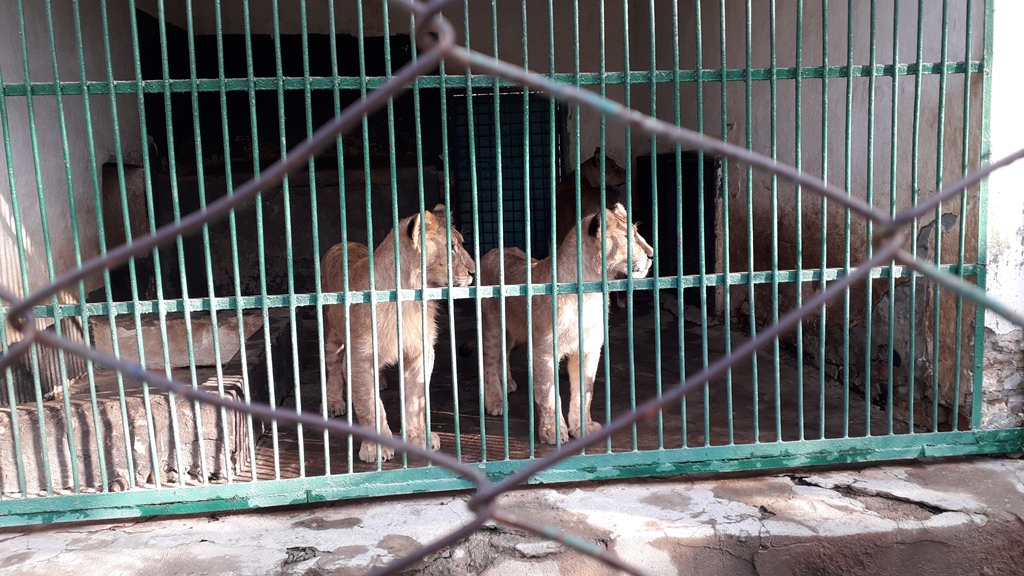 Душанбинский зоопарк. Зоопарк Таджикистан Душанбе. Зоопарк Душанбе 2022. Боги хайвонот Таджикистан Душанбе зоопарк.