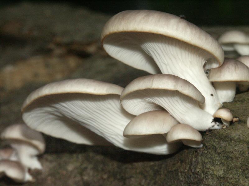 Какие грибы растут в горах