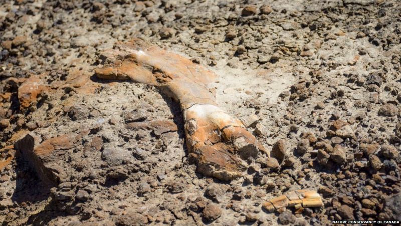 12-летний канадец нашел скелет редкого динозавра