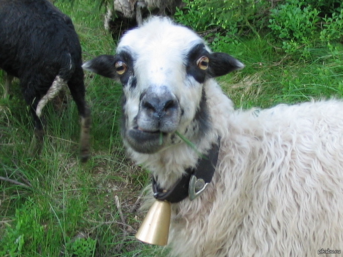 Арашан порода овец: описание, характеристики, продуктивность, особенности содержания и разведения, отзывы