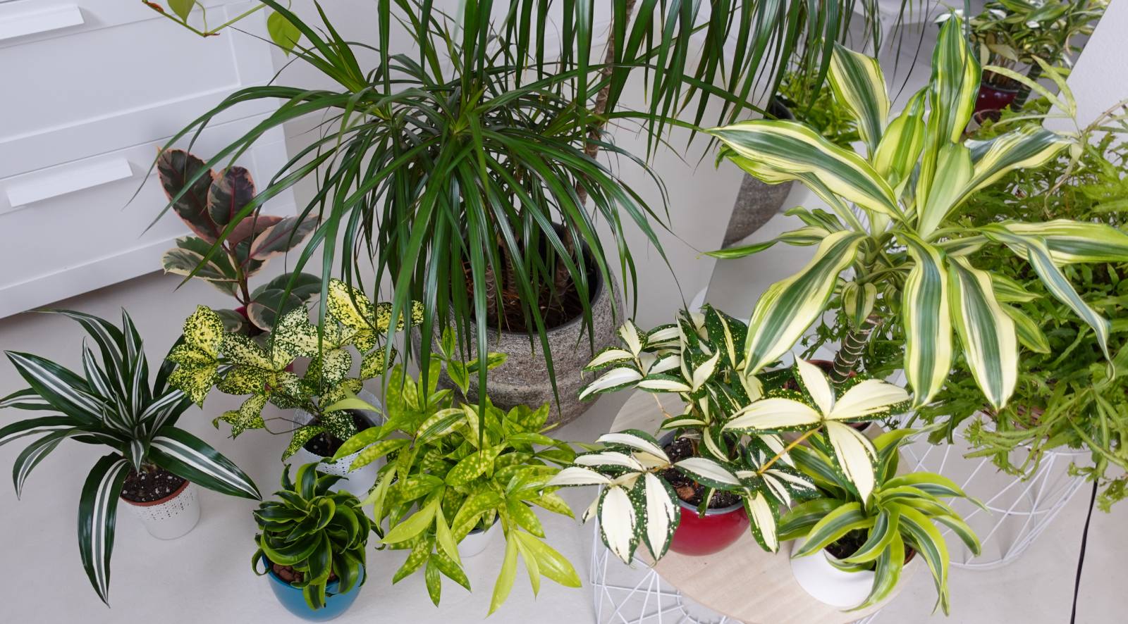 Ядовитые комнатные растения: виды, фото | витамин-п-байкальский.рф