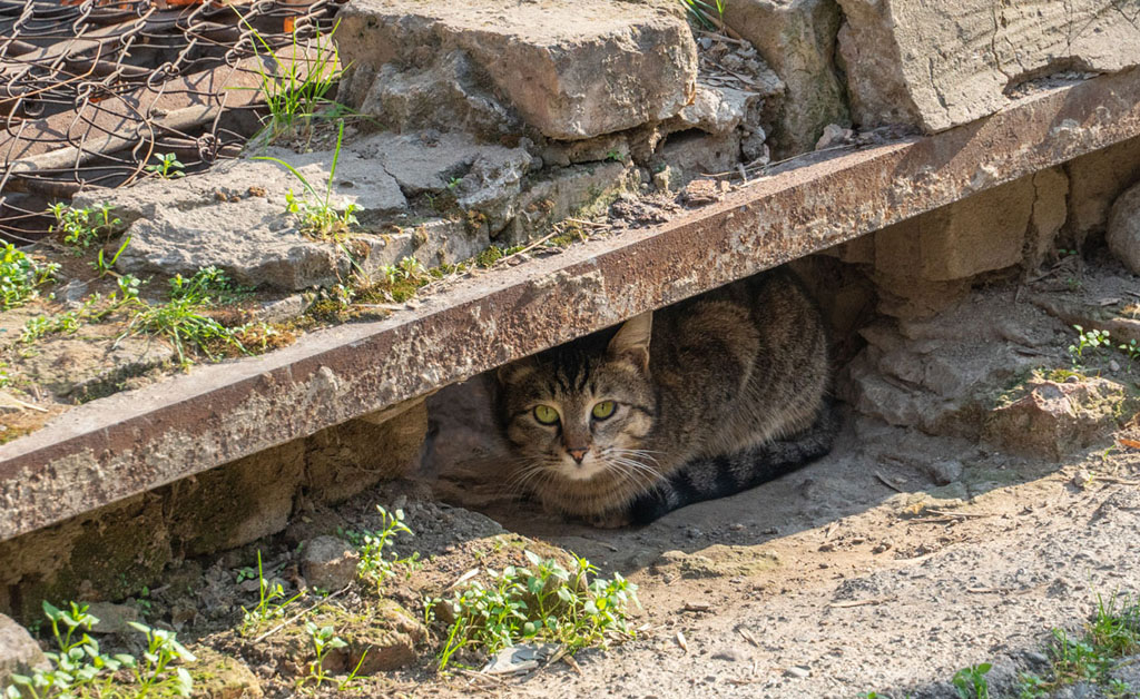 Бенгалы f3. Кошки ташкент. Кошачья улица. Кошки в ташкенте. Страны коти.