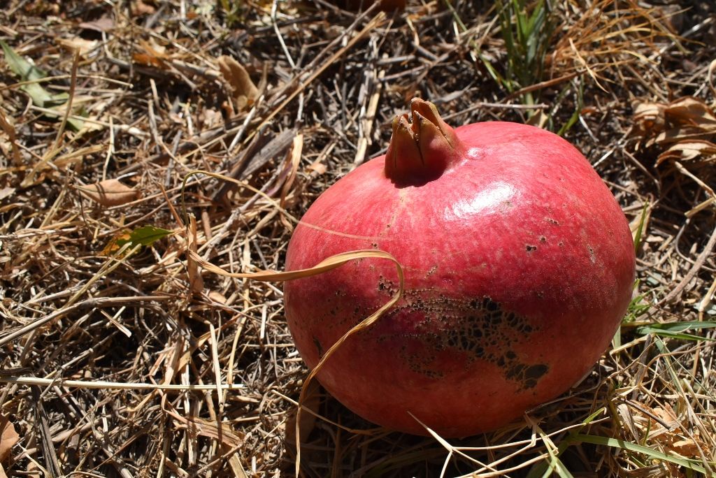 Image result for pomegranate tree Fruit garden, Small yard vegetable garden idea