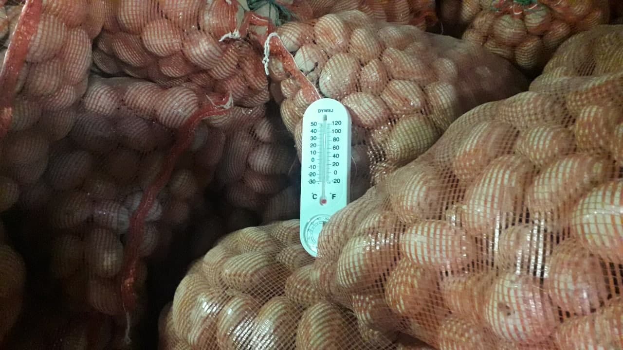 Цена таджикский. Картофель Таджикистан. Картошка в Таджикистане. Картофель из Таджикистана. Большие картошка в Таджикистане.