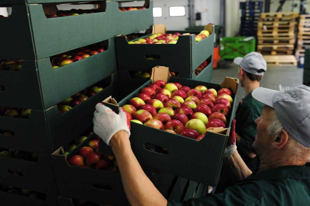 Агентство экспорта: Зарубежные страны просят Таджикистан поставлять им больше овощей и фруктов 
