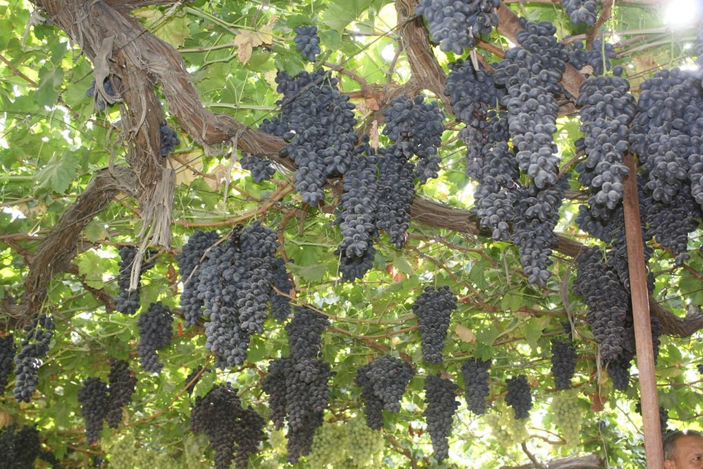 Виноград джазби. Виноград Турсунзаде. Виноград Регар Таджикистан. Ширинии ангур. Виноградный сад в Таджикистане.
