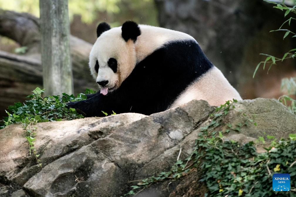 Бинг Панда. Гигантская Панда. Панда в Китае. Панда фото.