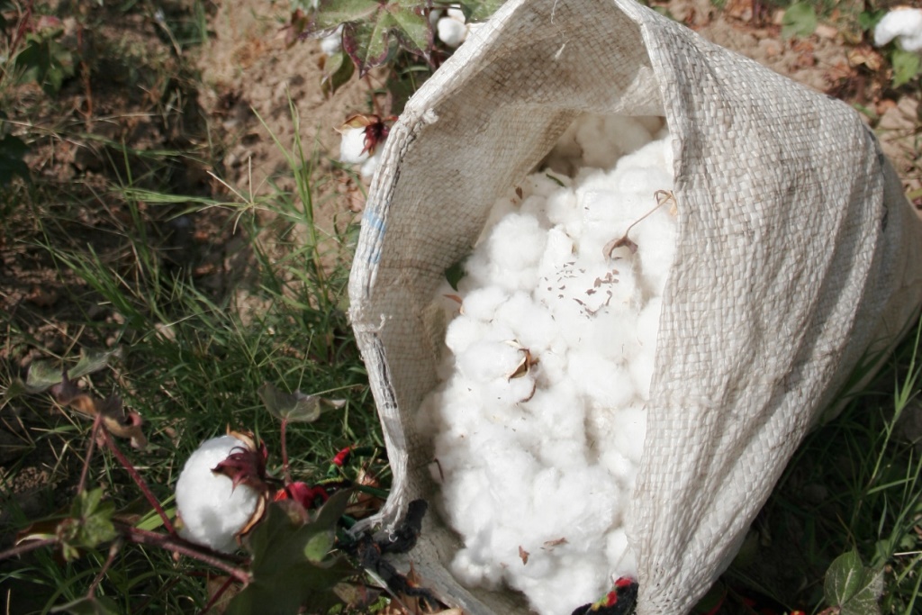 Иран стал крупнейшим покупателем таджикского хлопка