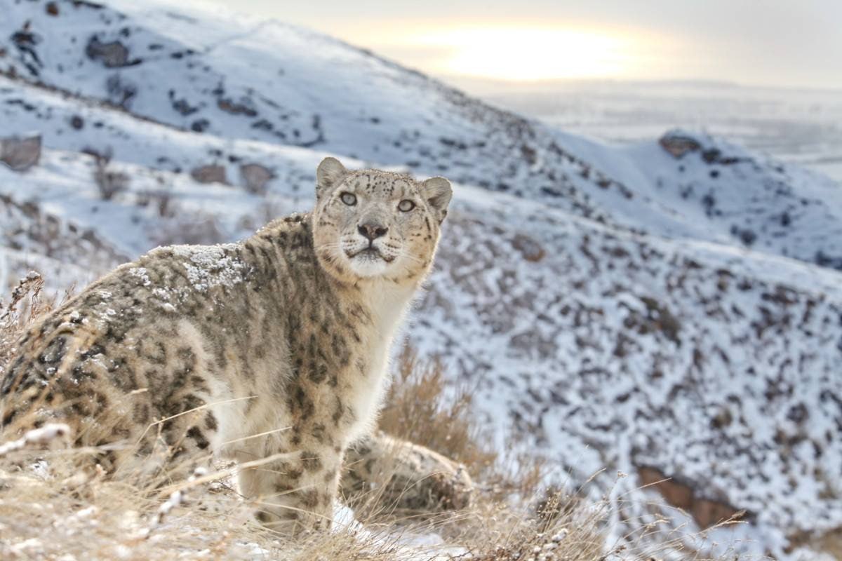 Паланги барфӣ дар Қирғизистон рамзи миллӣ эътироф шуд. Дар Тоҷикистон чӣ тадбир меандешанд?