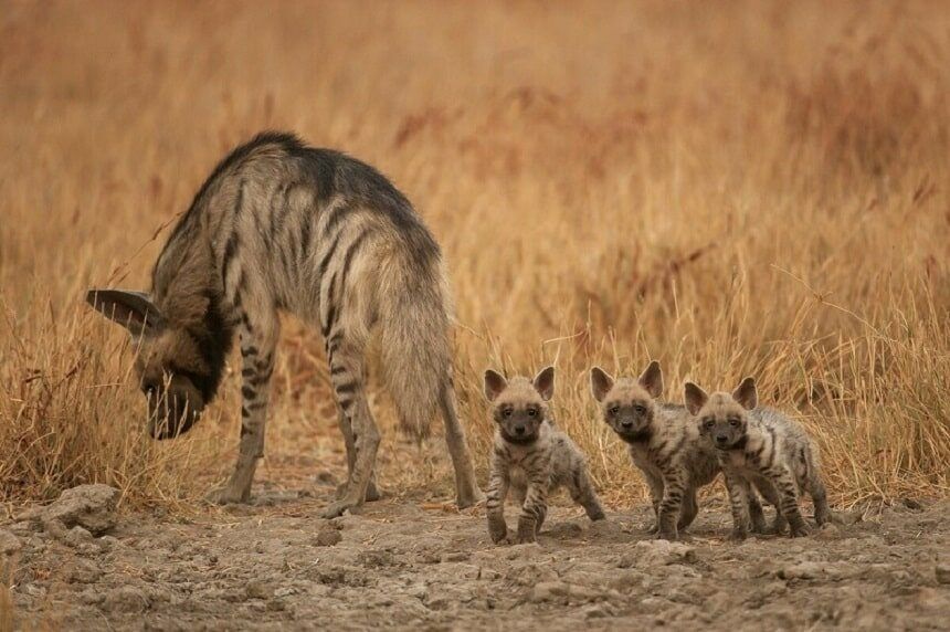 Striped hyena at risk: Tajikistan proposes stronger protection at CITES conference
