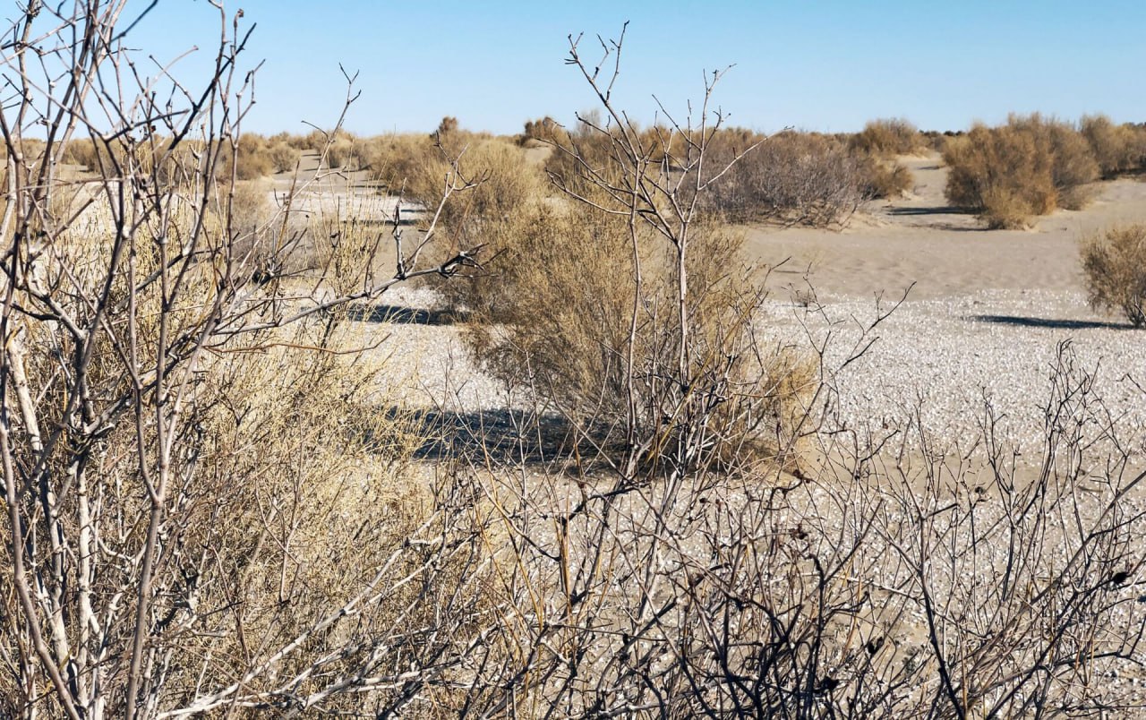 В Таджикистане на сотнях гектаров высадили саксаул для защиты от пыльных бурь