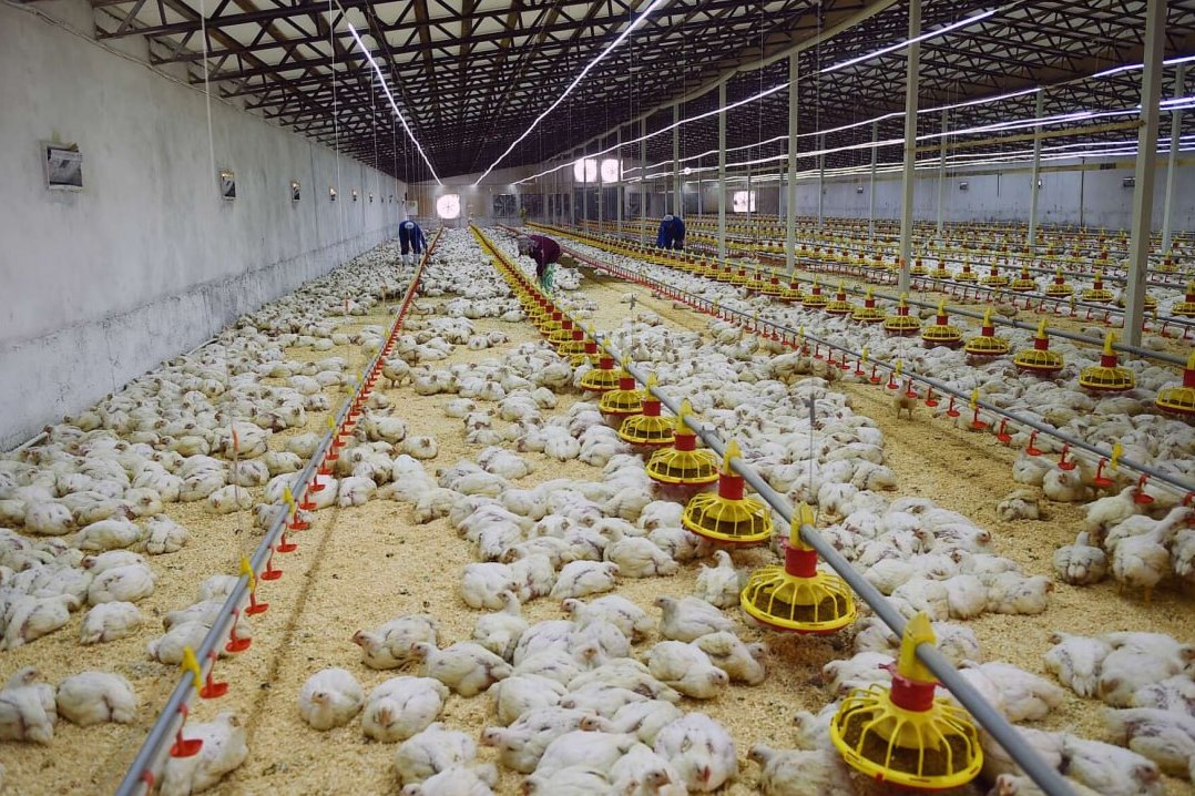 Action plan for livestock development for 2026-2027 approved in Tajikistan