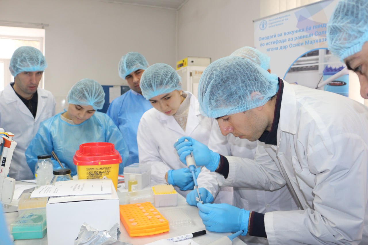 FAO helps Tajikistan strengthen foot-and-mouth disease diagnostic system