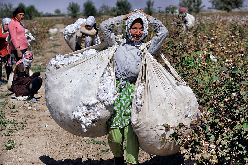 Uzbekistan aims to cut manual labor in cotton harvesting to 30%