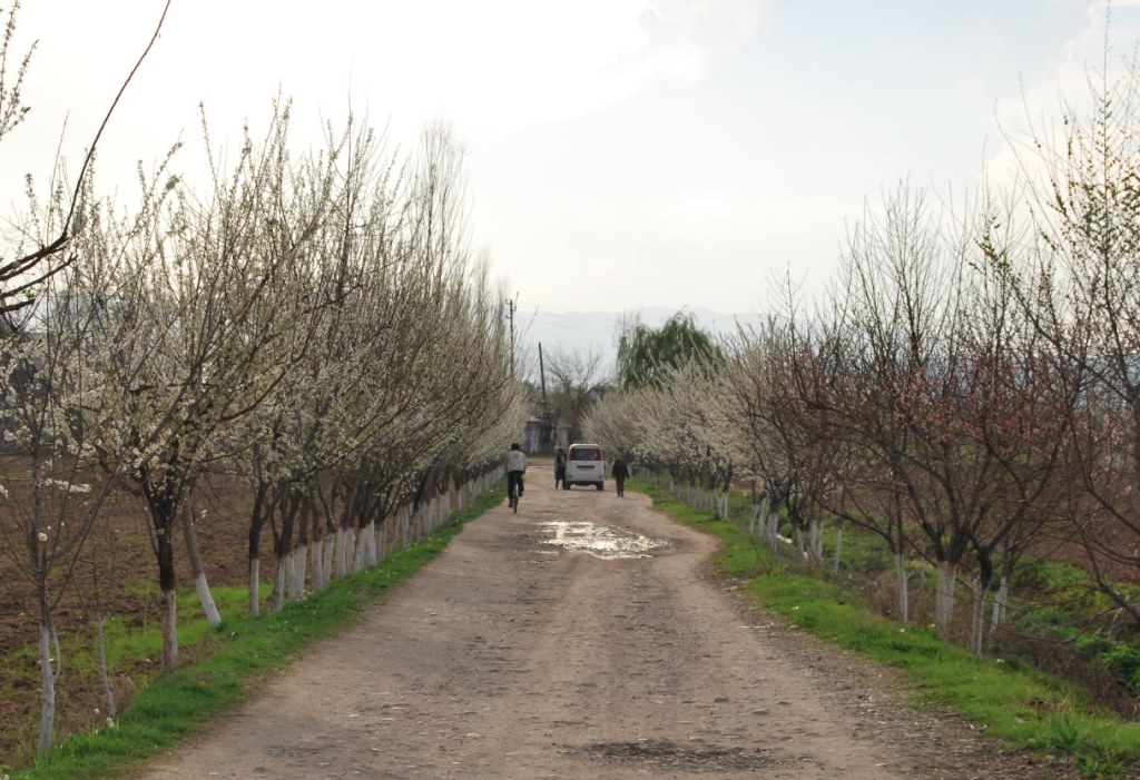 Чӣ гуна ҳавои гарми моҳи феврал ба ҳосили маҳсулоти кишоварзӣ зарар мерасонад?