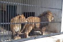 Обитатели душанбинского зоопарка по-прежнему ждут переселения