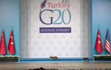 Кошки затмили Путина и Обаму на саммите G20 в турецкой Анталье