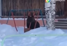 В Томске медведь решил покататься на качелях. Не влез