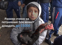 В бой идут петухи