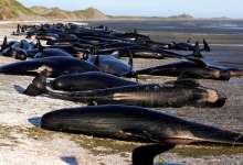 Сотни китов выбросились на берег Новой Зеландии