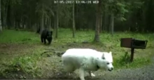 Американка отпугнула медведицу, напавшую на ее собаку