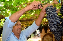 В Турсунзаде собирают новый урожай винограда: его хватит на всех