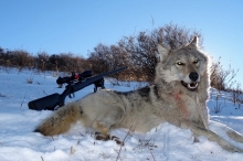 В Казахстане раненый волк бросился на охотников