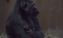 В США у исчезающего вида гориллы родился малыш