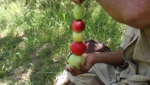 Дерево-гибрид: как таджикский садовник вырастил на одном дереве 14 сортов яблок