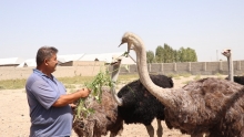 Птицы весом 180 кг: как самаркандский фермер разводит африканских страусов