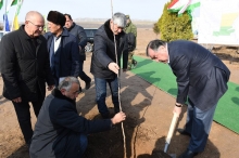 Эмомали Рахмон высадил новый яблоневый сад в Дангаре