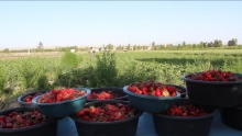 В Таджикистане небывалый урожай клубники