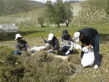 5 целебных трав Таджикистана, которые лечат практически любую болячку