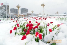 Миллионы тюльпанов под снегом. В Душанбе впервые за 26 лет в  апреле выпал снег