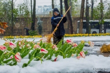 Коронавирус, изоляция, снег и тюльпаны в Таджикистане. Мир  в фотографиях