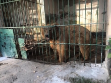 Директор новый, проблемы старые. Что происходит сегодня в Душанбинском зоопарке?