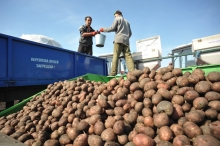 Тендер: MSDSP ищет поставщиков услуг по перевозке картофеля