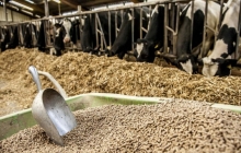 Тендер: MSDSP ищет заинтересованных лиц в поставке комбикормов для коров в ГБАО