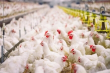 Central Asia’s largest poultry farm being built in Danghara