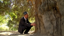 Исцеляющие деревья, возрастом в полторы тысячи лет. Таких больше нет в Таджикистане