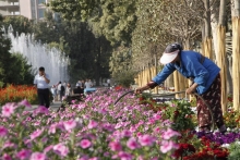 К саммиту ШОС в Душанбе высажено 7 миллионов цветов