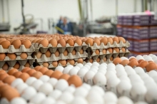 Как менялись цены на яйца в Таджикистане последние 10 лет
