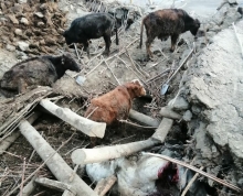 Последствия землетрясения в Таджикистане: ранены трое жителей, погибло более 60 голов скота