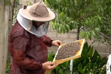 Как семья Бободжоновых уже более 40 лет занимается пчеловодством