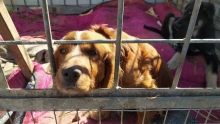 Приюты для бездомных животных в Таджикистане. Адреса, контакты, реквизиты